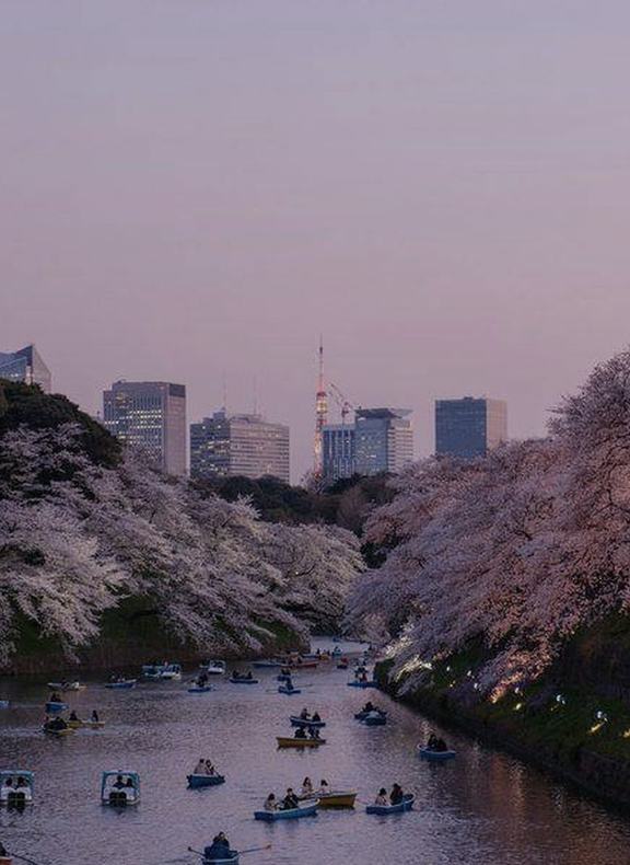 Cherry blossom over a Tokyo moat at dusk, rowing boats on the water